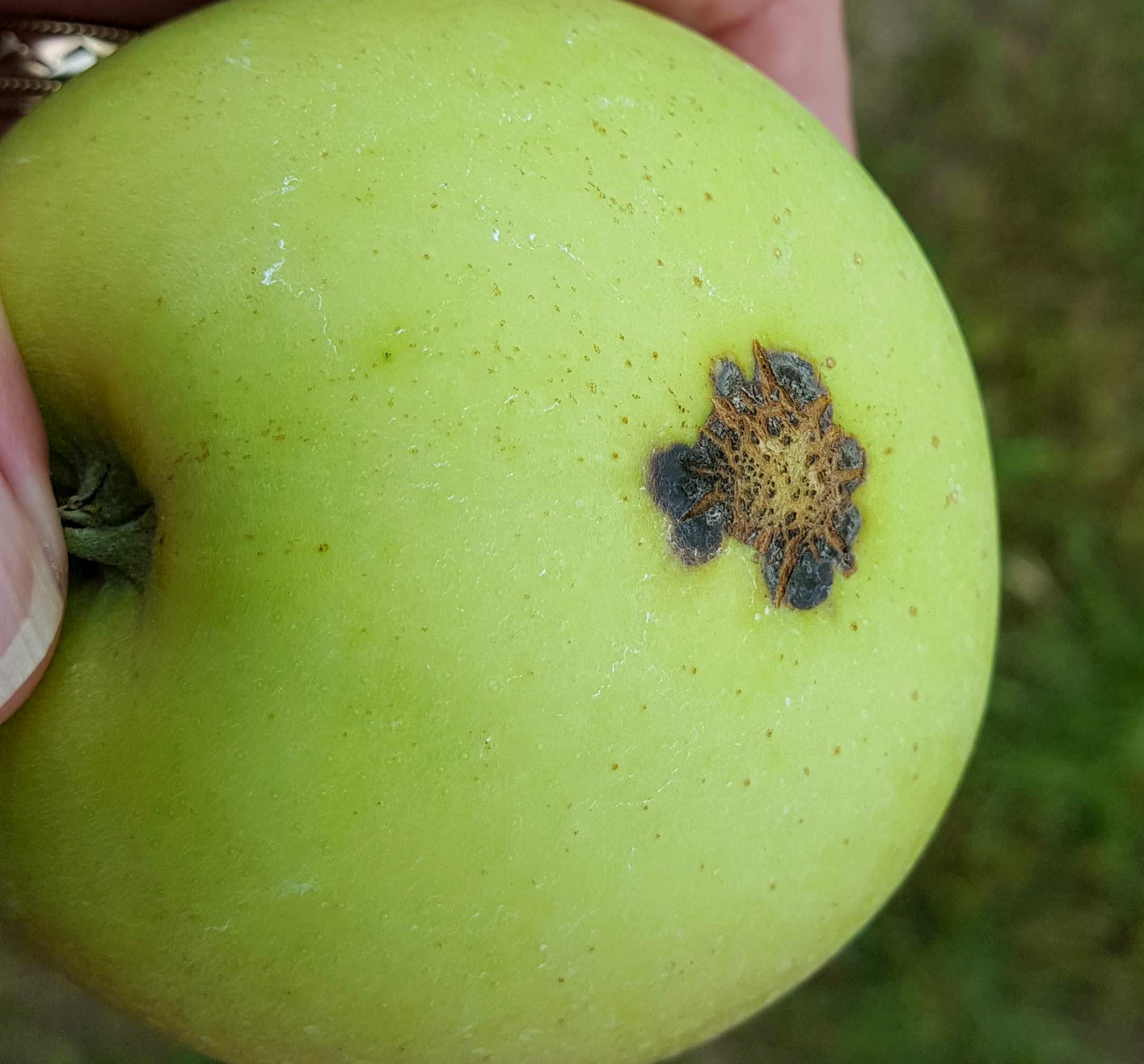 Apple scab 